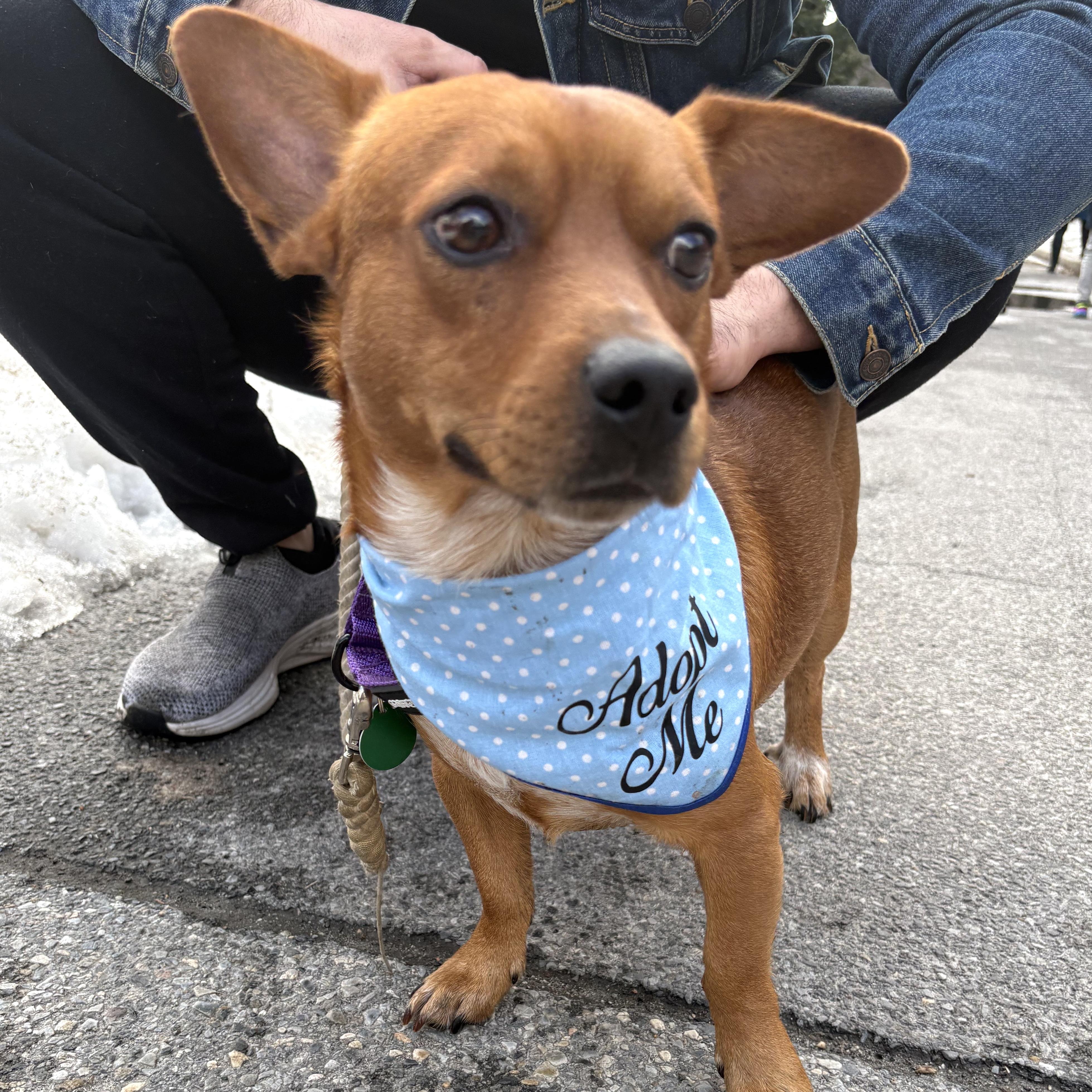 Enlarge Murphy, a ADOPTABLE mixed breed in Brooklyn, NY image 1/6