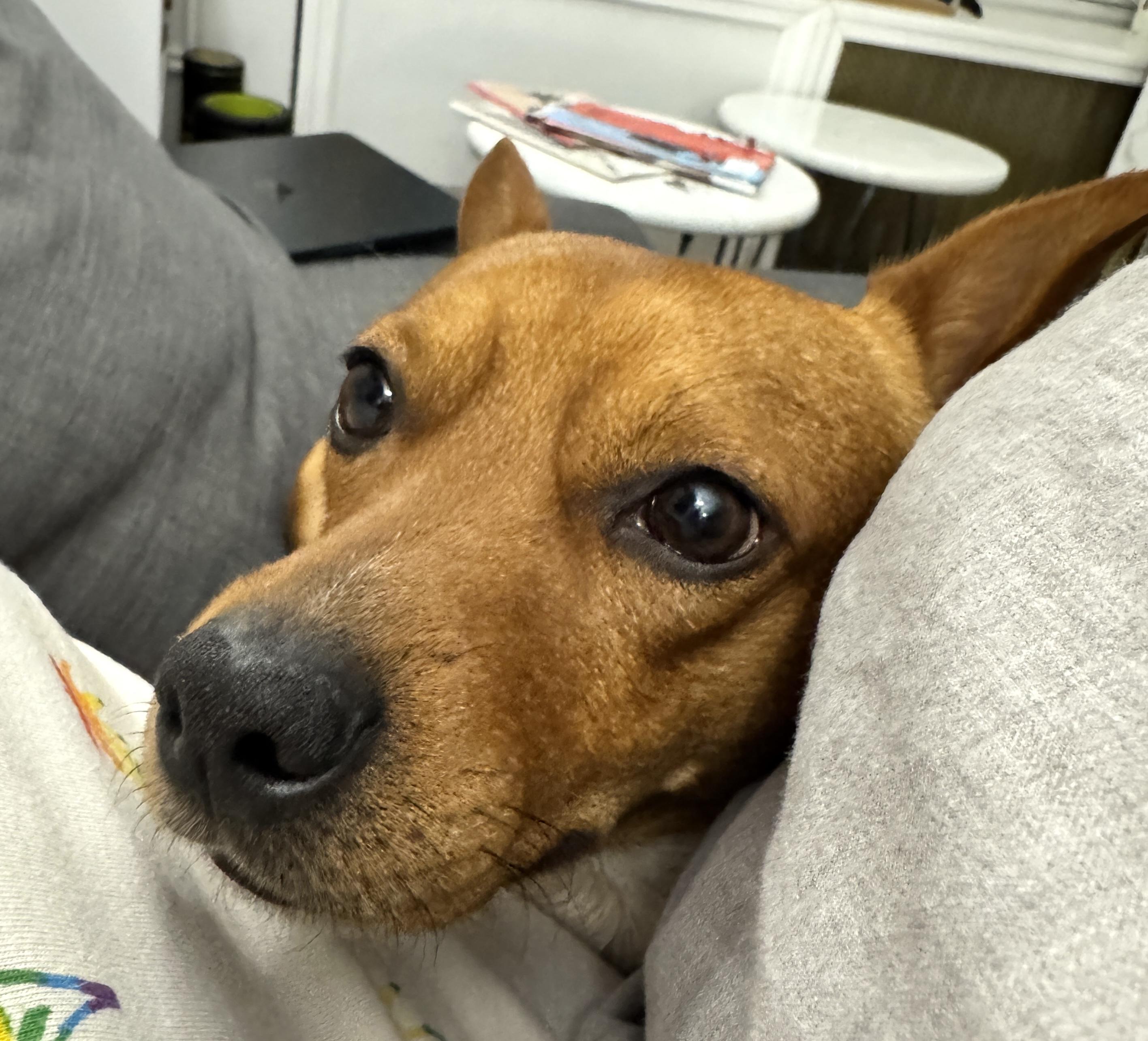 Enlarge Murphy, a ADOPTABLE mixed breed in Brooklyn, NY image 6/6