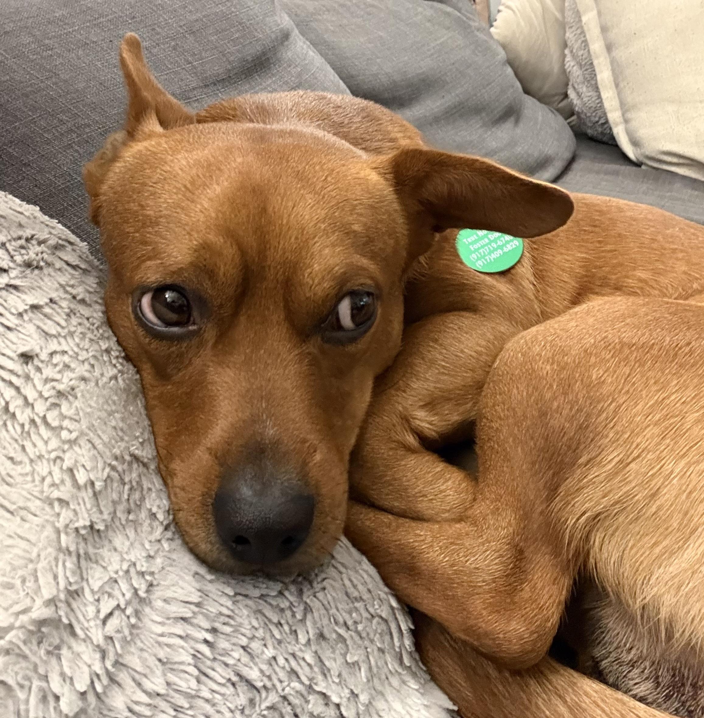 Enlarge Murphy, a ADOPTABLE mixed breed in Brooklyn, NY image 5/6