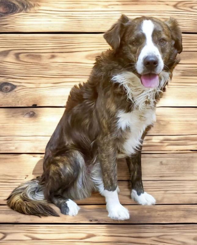 Redford, Adopted, Adult Male Border Collie & Australian Shepherd.