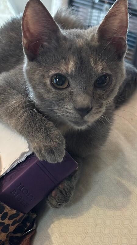 Abilene Meowling — thumbnail 3