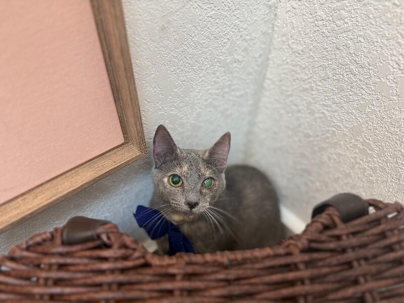 Abilene Meowling — thumbnail 4