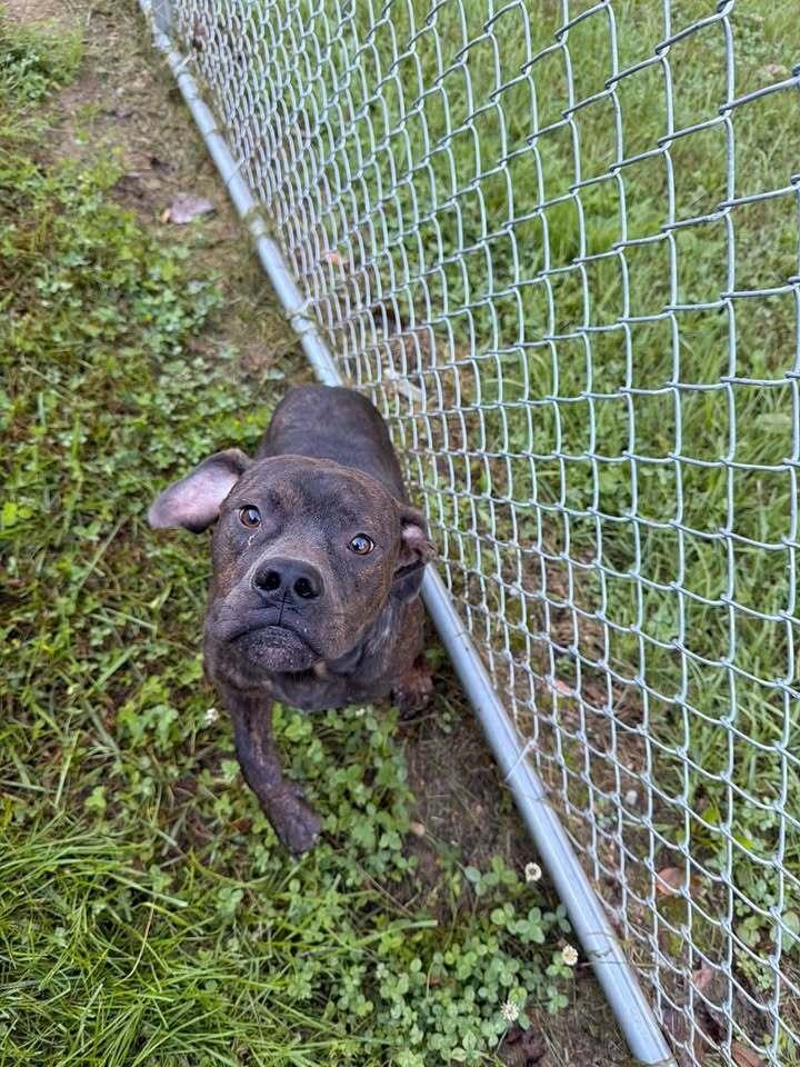 Enlarge Bobby Ray, a Adoptable mixed breed in Hillsboro, OH image 1/1