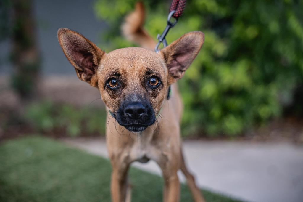 Harpy, a Adoptable mixed breed in Anacortes, WA image 1/6