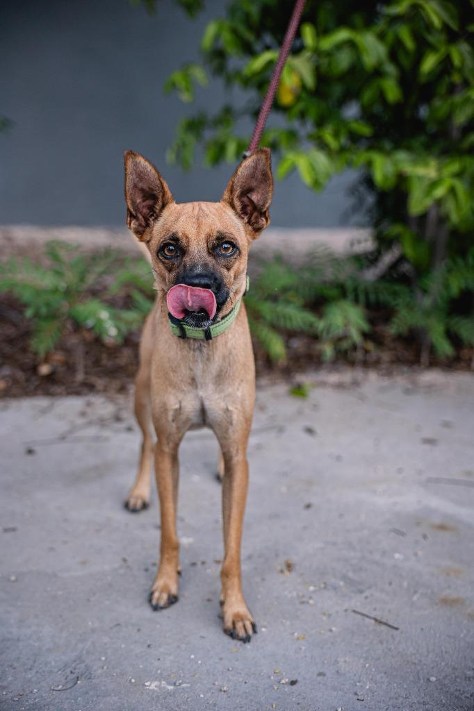 Harpy, a Adoptable mixed breed in Anacortes, WA image 2/6