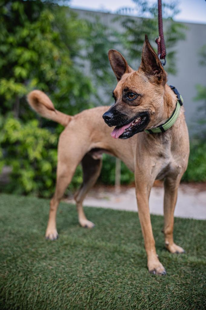 Harpy, a Adoptable mixed breed in Anacortes, WA image 3/6