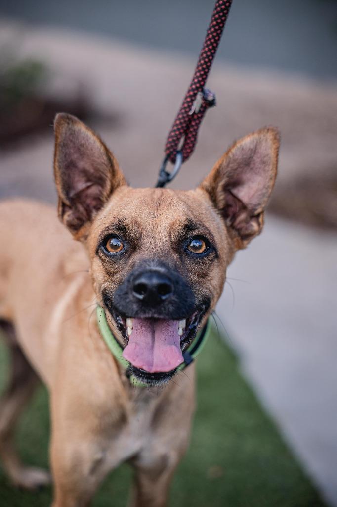Harpy, a Adoptable mixed breed in Anacortes, WA image 4/6