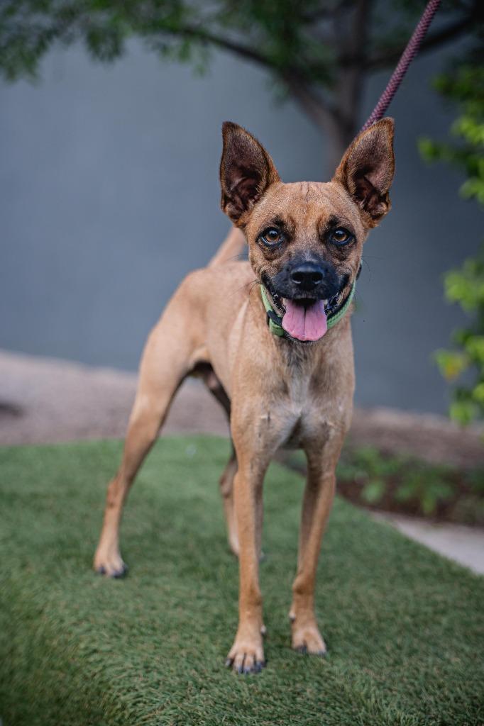 Harpy, a Adoptable mixed breed in Anacortes, WA image 5/6