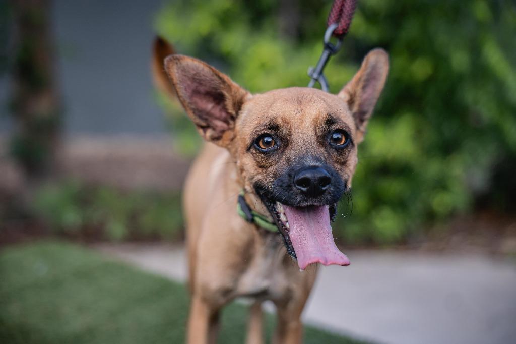 Harpy, a Adoptable mixed breed in Anacortes, WA image 4/6