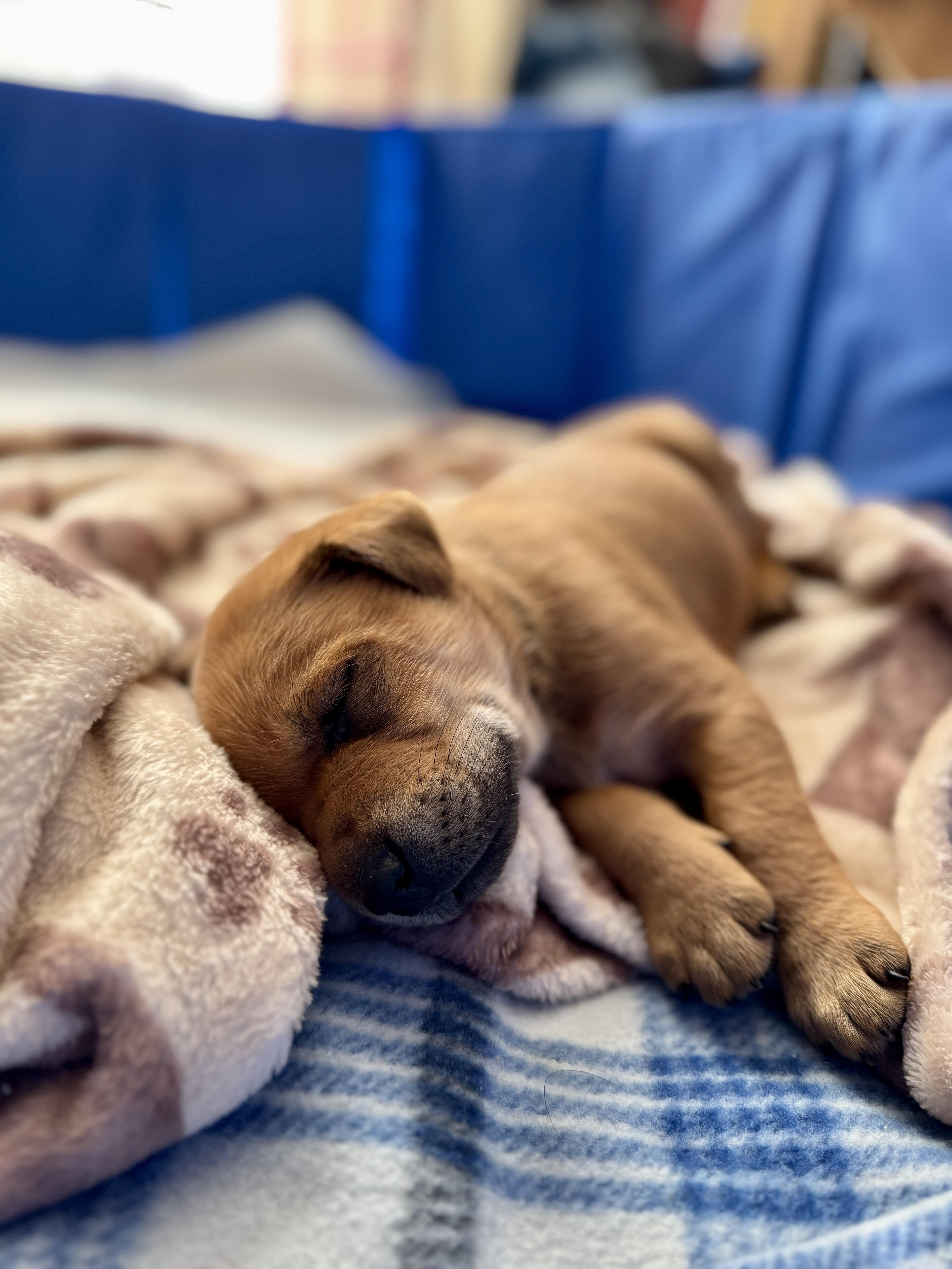 Enlarge Potato (Russ), a Adoptable mixed breed in Mount Meigs, AL image 2/4