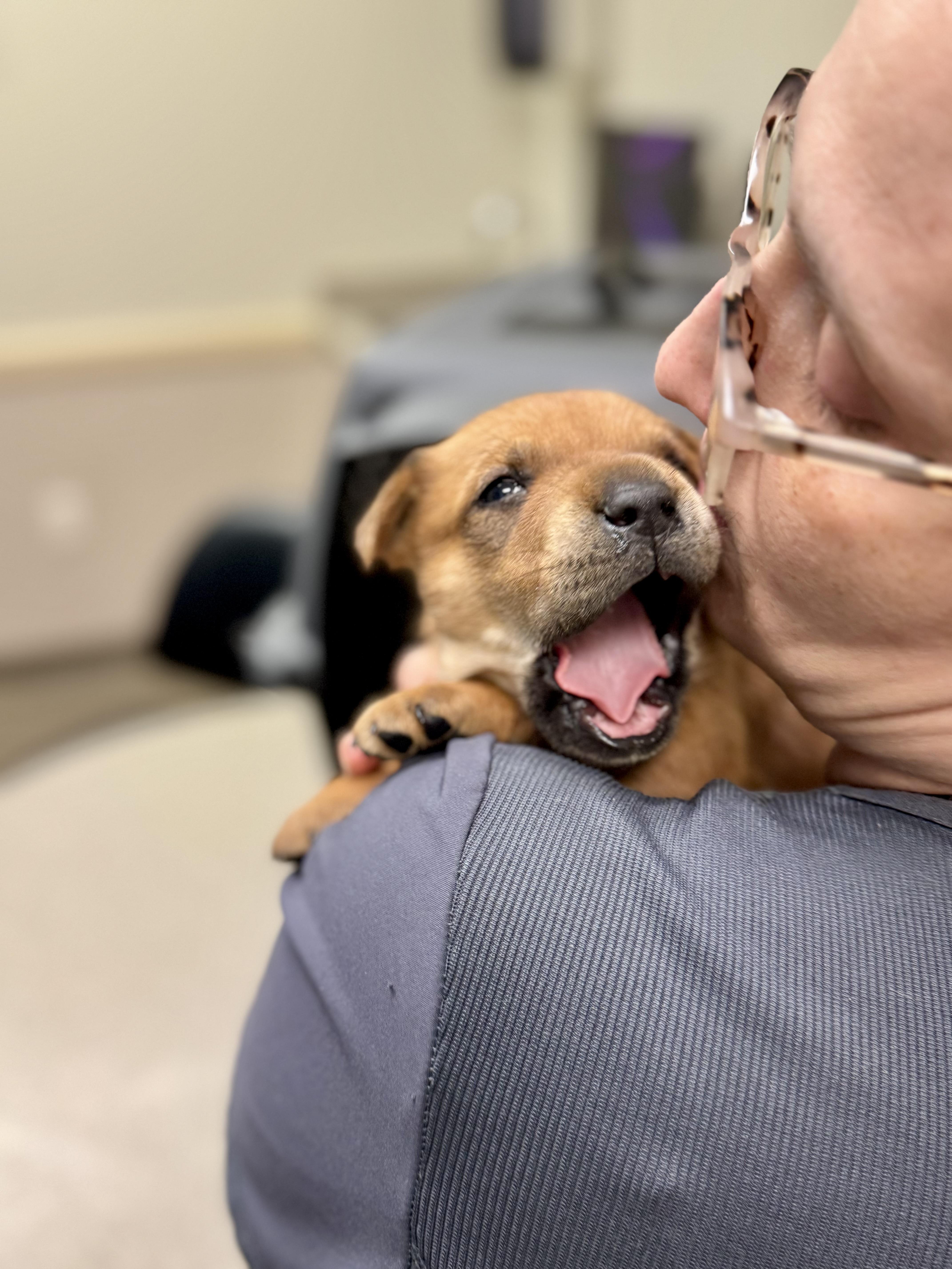 Enlarge Potato (Russ), a Adoptable mixed breed in Mount Meigs, AL image 3/4