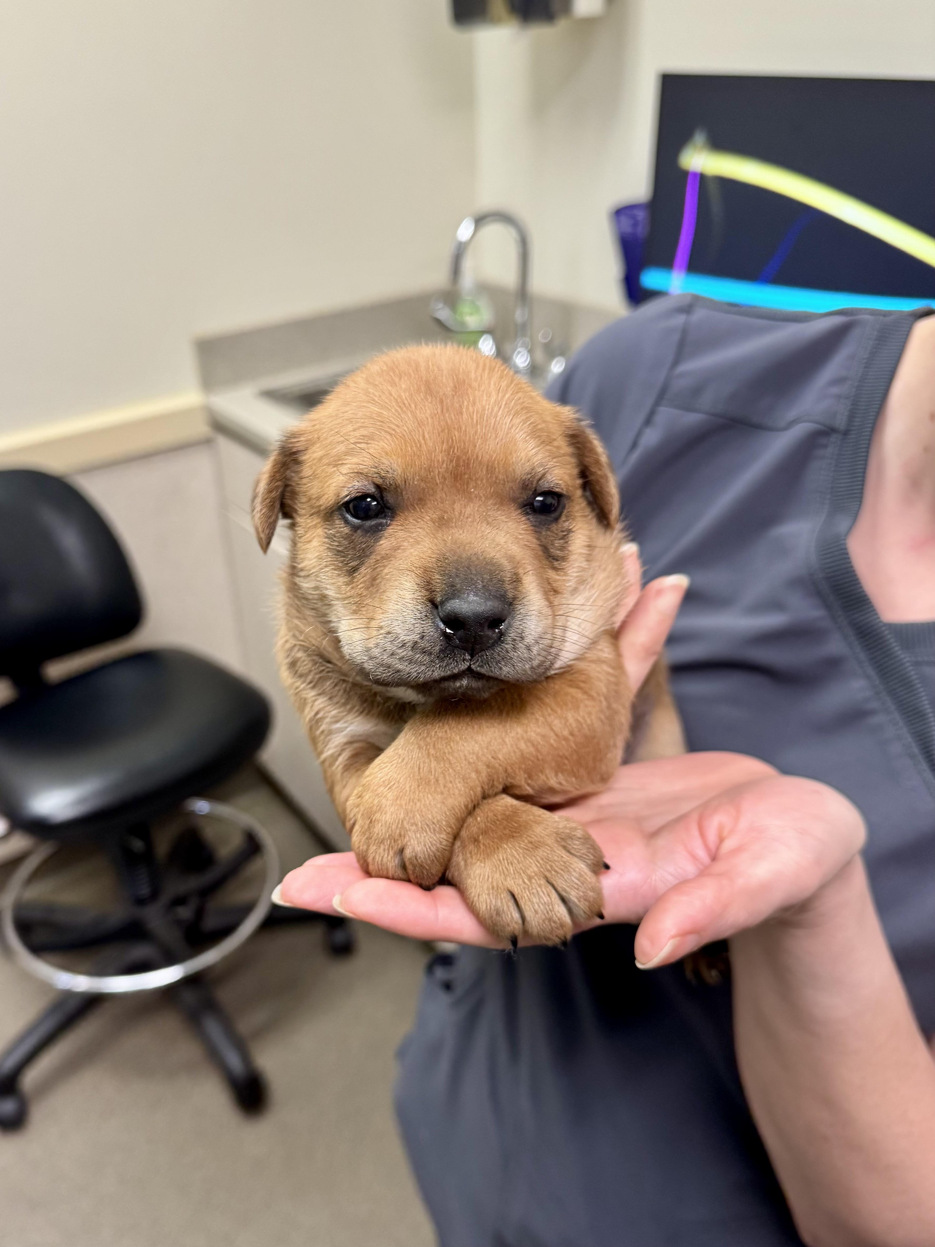 Enlarge Potato (Russ), a Adoptable mixed breed in Mount Meigs, AL image 4/4