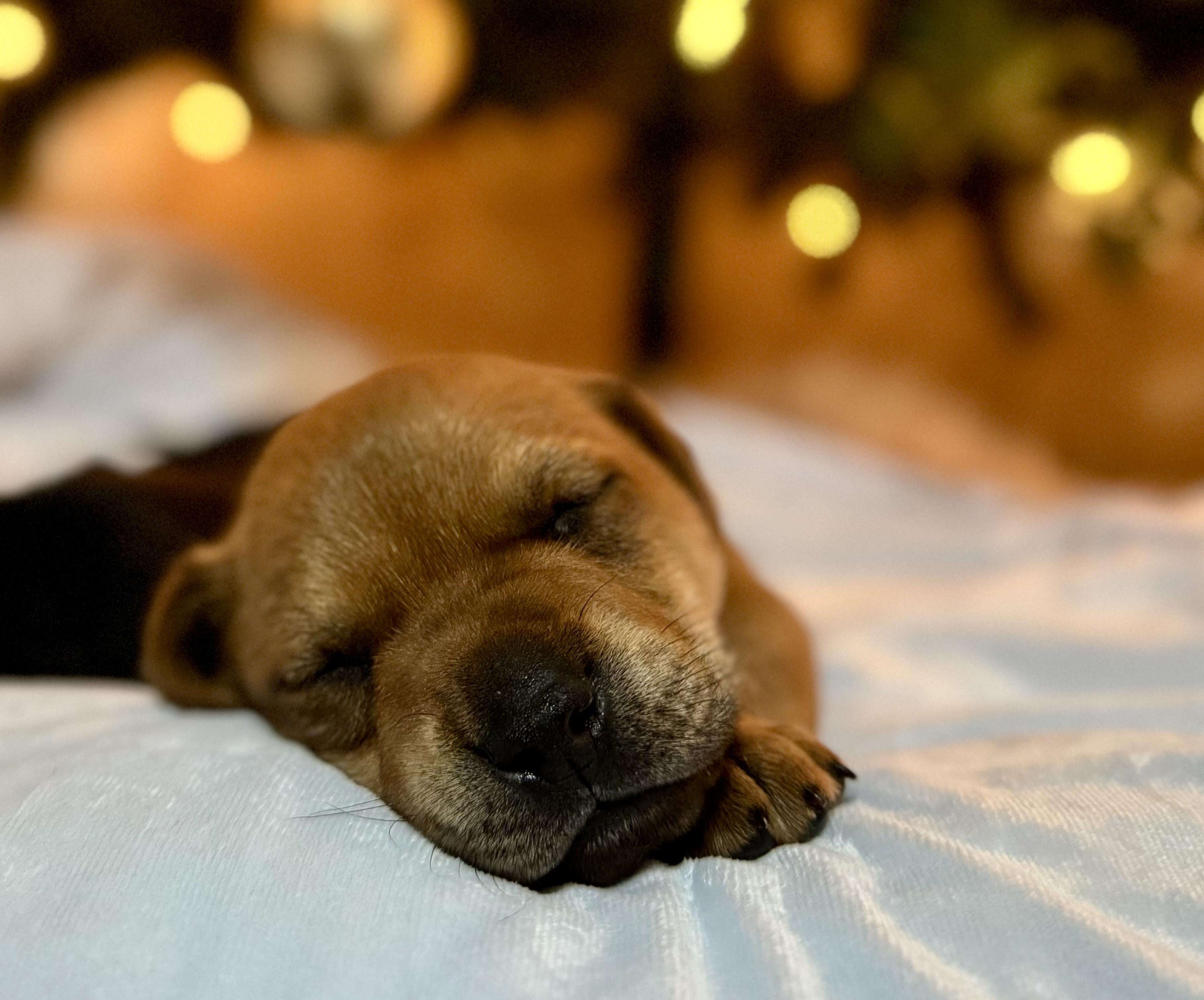 Enlarge Potato (Russ), a Adoptable mixed breed in Mount Meigs, AL image 1/4