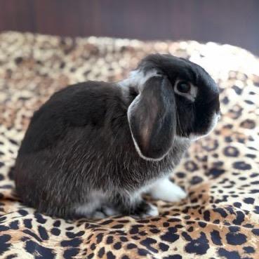 Coco photo