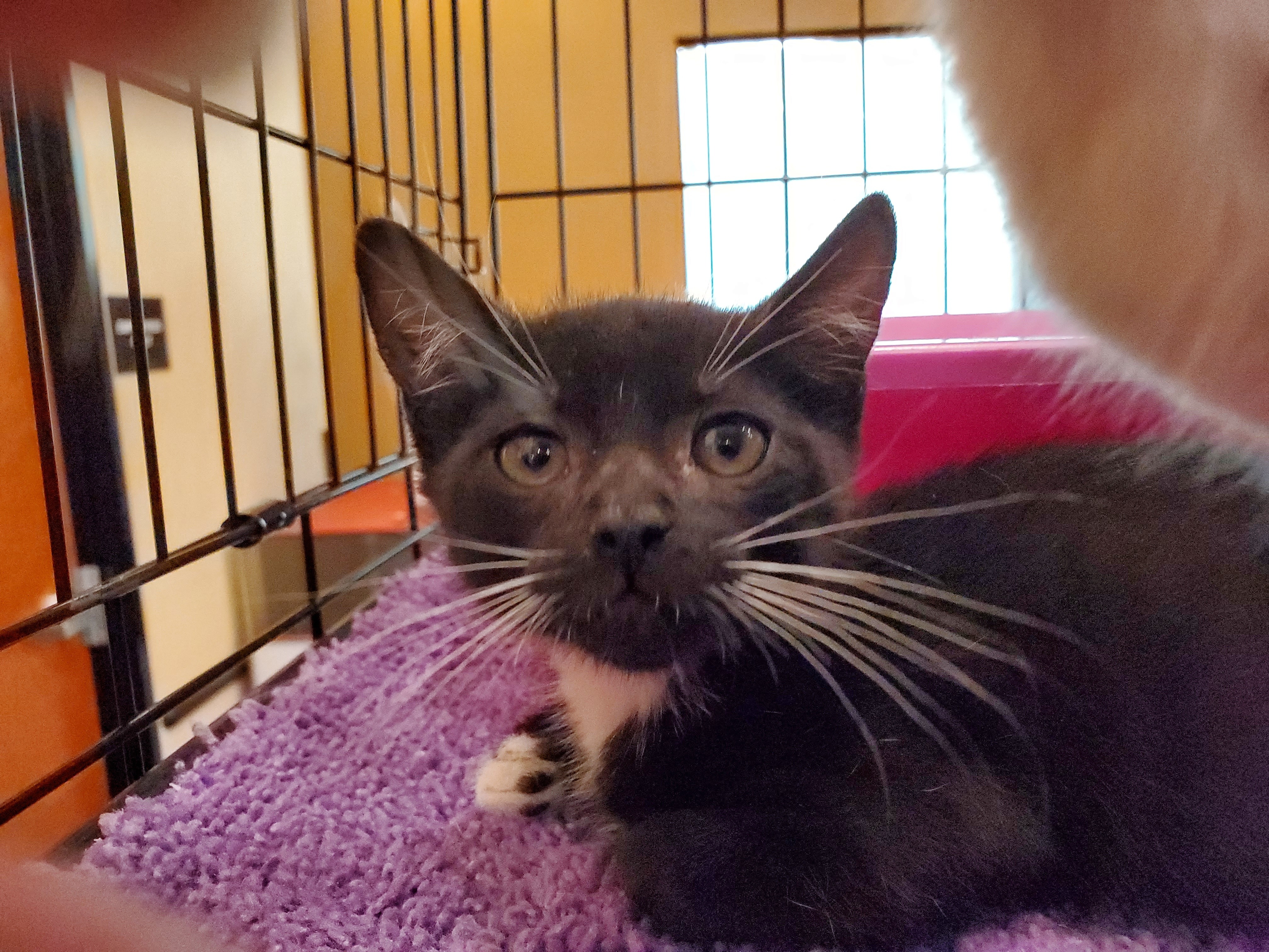 Cooper, Adoptable, Kitten Male Domestic Short Hair & American Shorthair.
