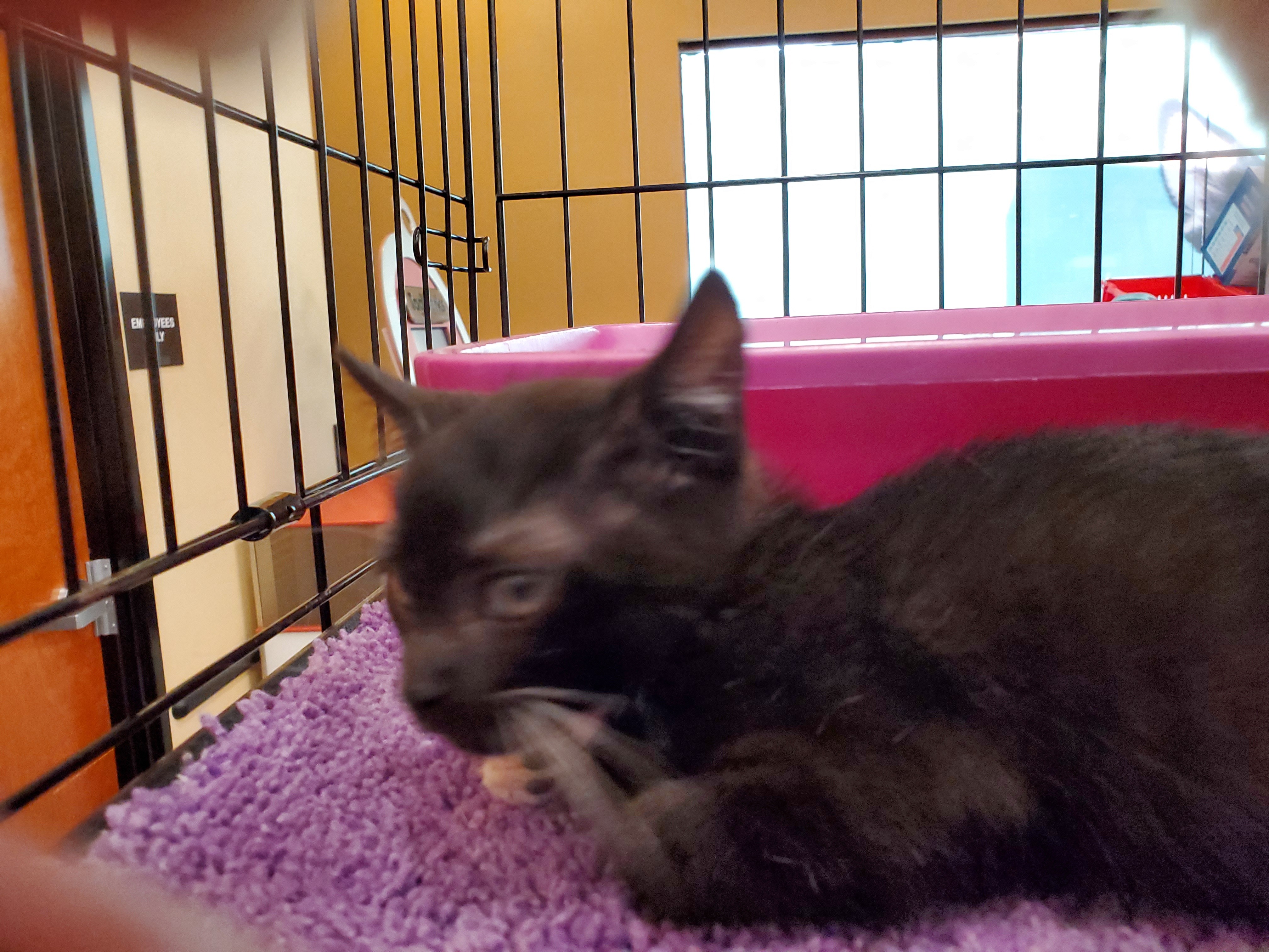 Cooper, a Adoptable mixed breed in Buena Park, CA image 2/6