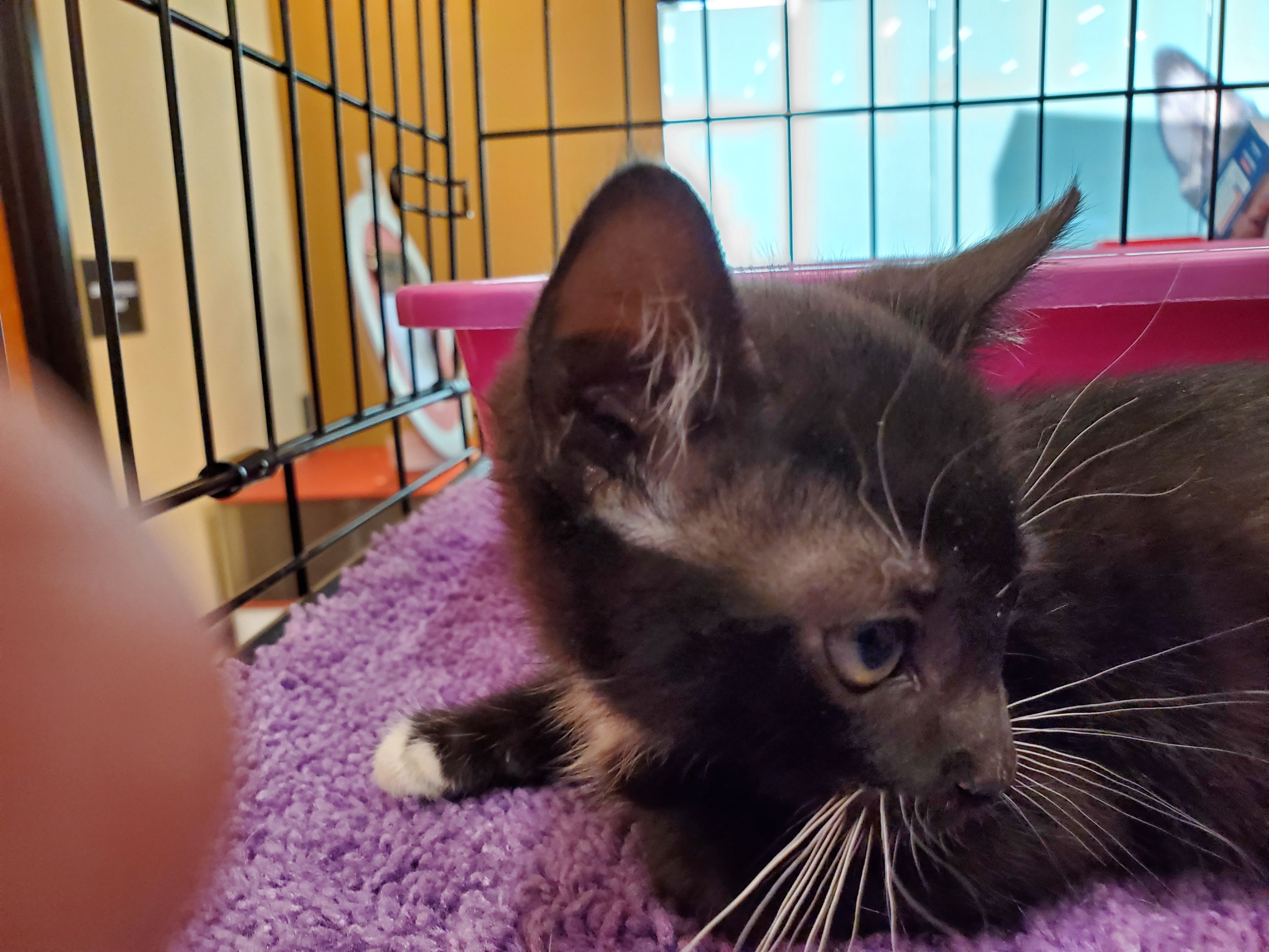 Cooper, a Adoptable mixed breed in Buena Park, CA image 3/6