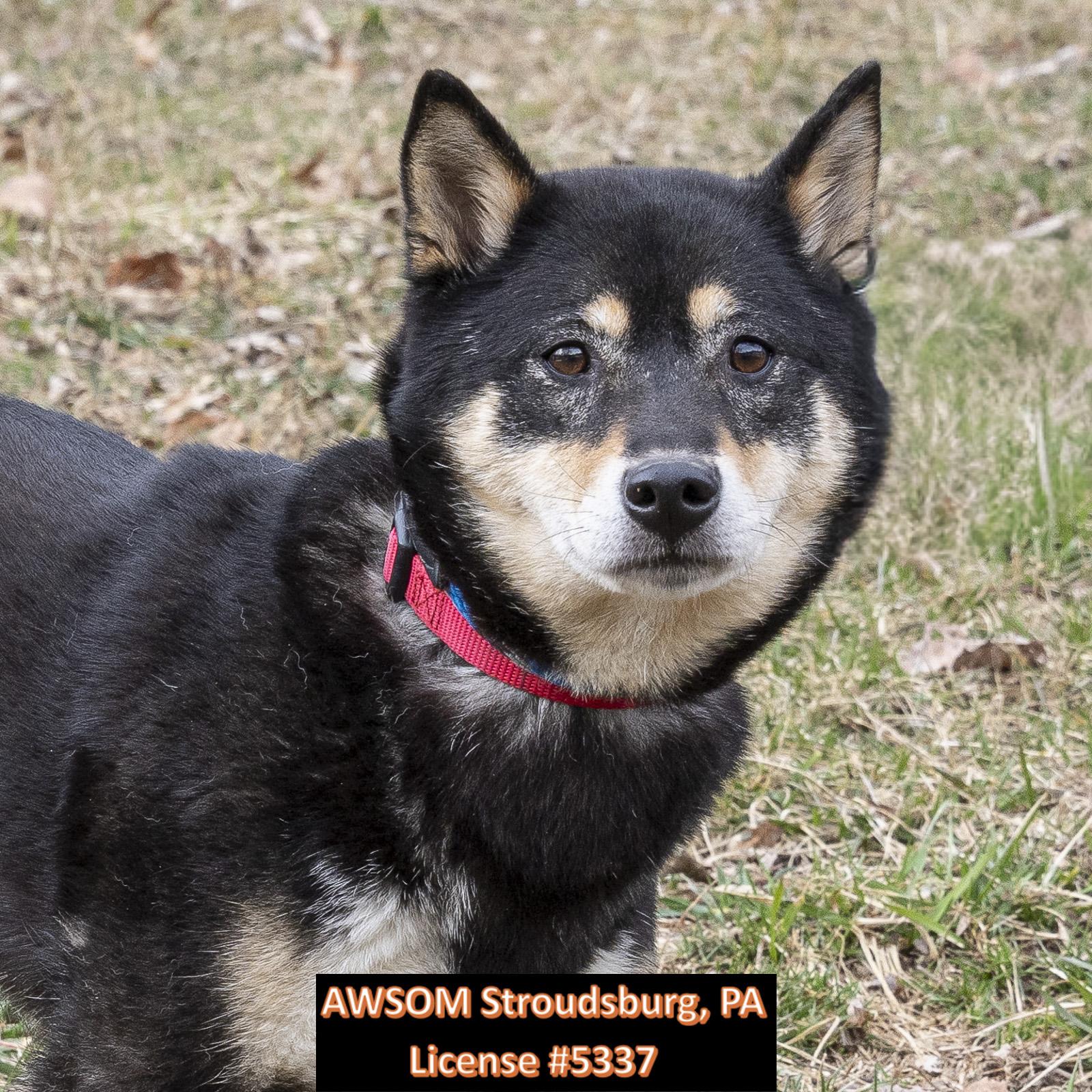 Coconut, ADOPTABLE, Young Female Shiba Inu.