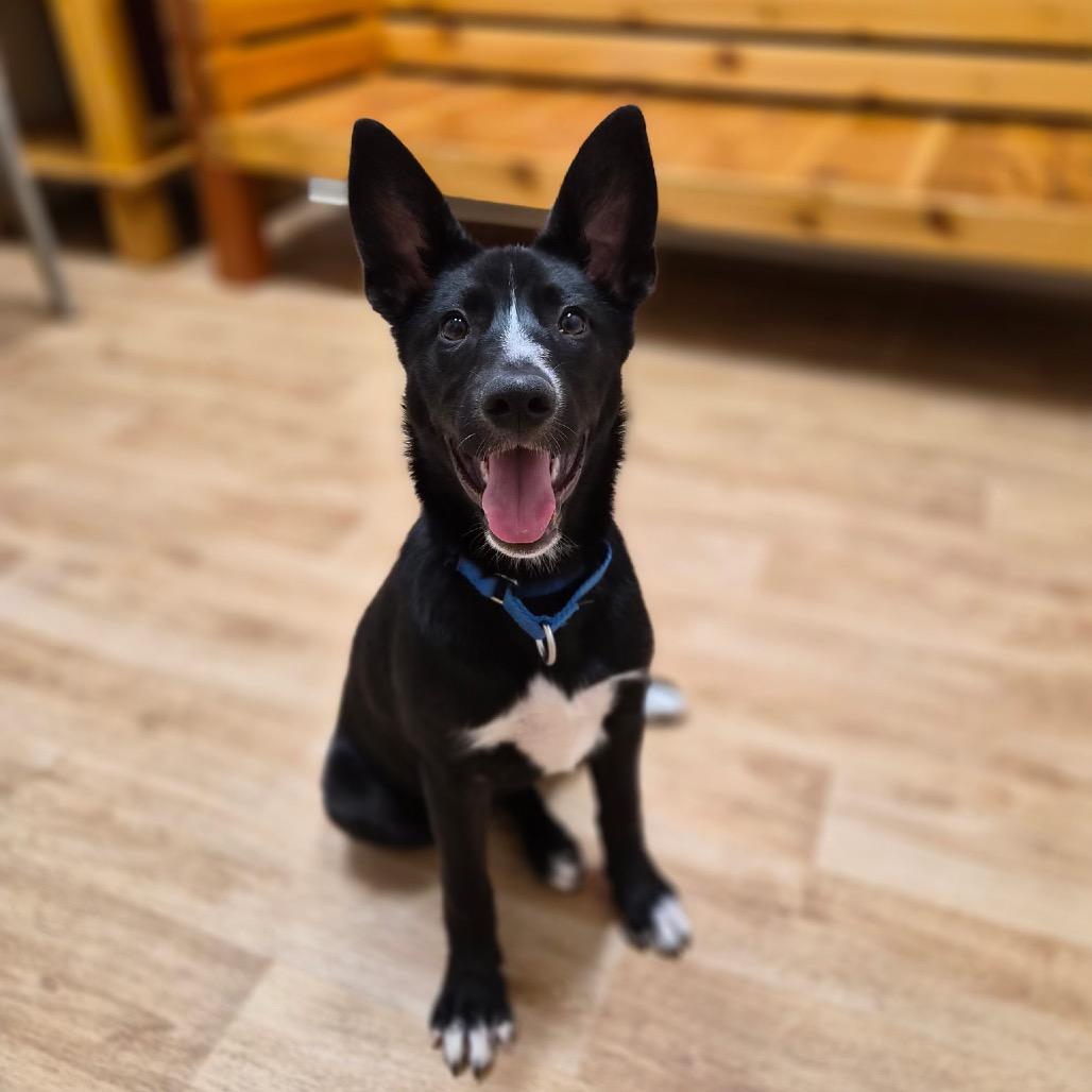 Cutie Pie, Adoptable, Puppy Female Terrier & Mixed Breed.