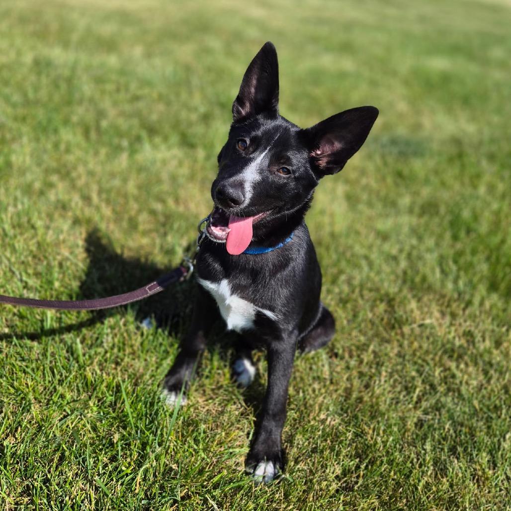 Cutie Pie, a Adoptable mixed breed in Woodstock, IL image 2/3