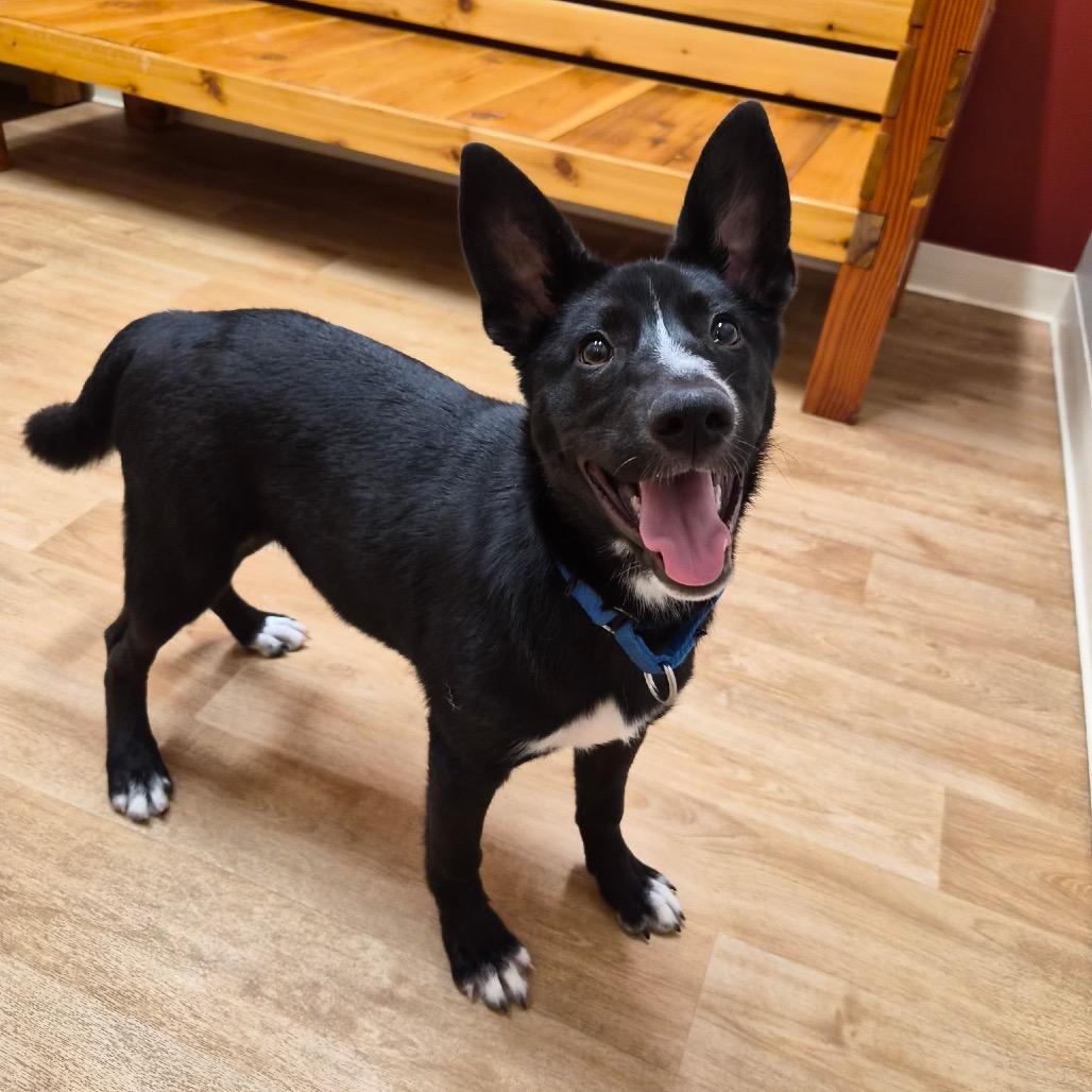 Cutie Pie, a Adoptable mixed breed in Woodstock, IL image 3/3