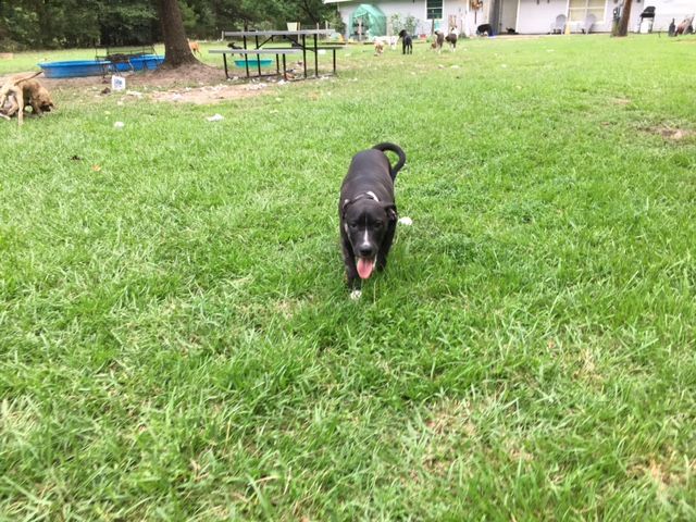 Enlarge Oreo, a Adoptable Catahoula Leopard Dog in Pine Bluff, AR image 1/7