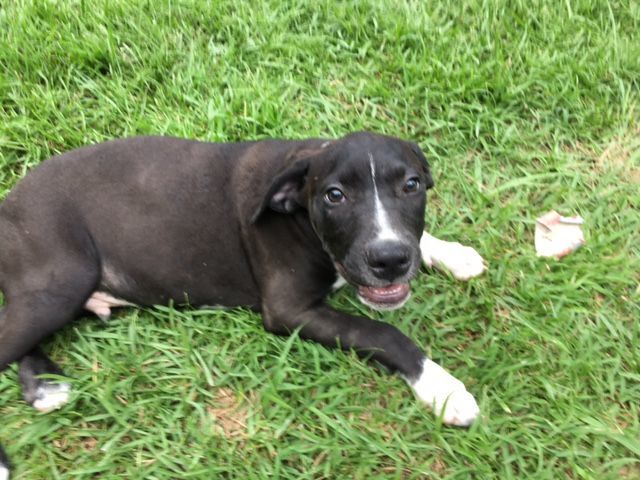 Enlarge Oreo, a Adoptable Catahoula Leopard Dog in Pine Bluff, AR image 2/7