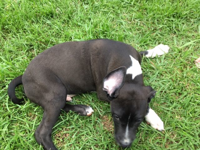 Enlarge Oreo, a Adoptable Catahoula Leopard Dog in Pine Bluff, AR image 3/7