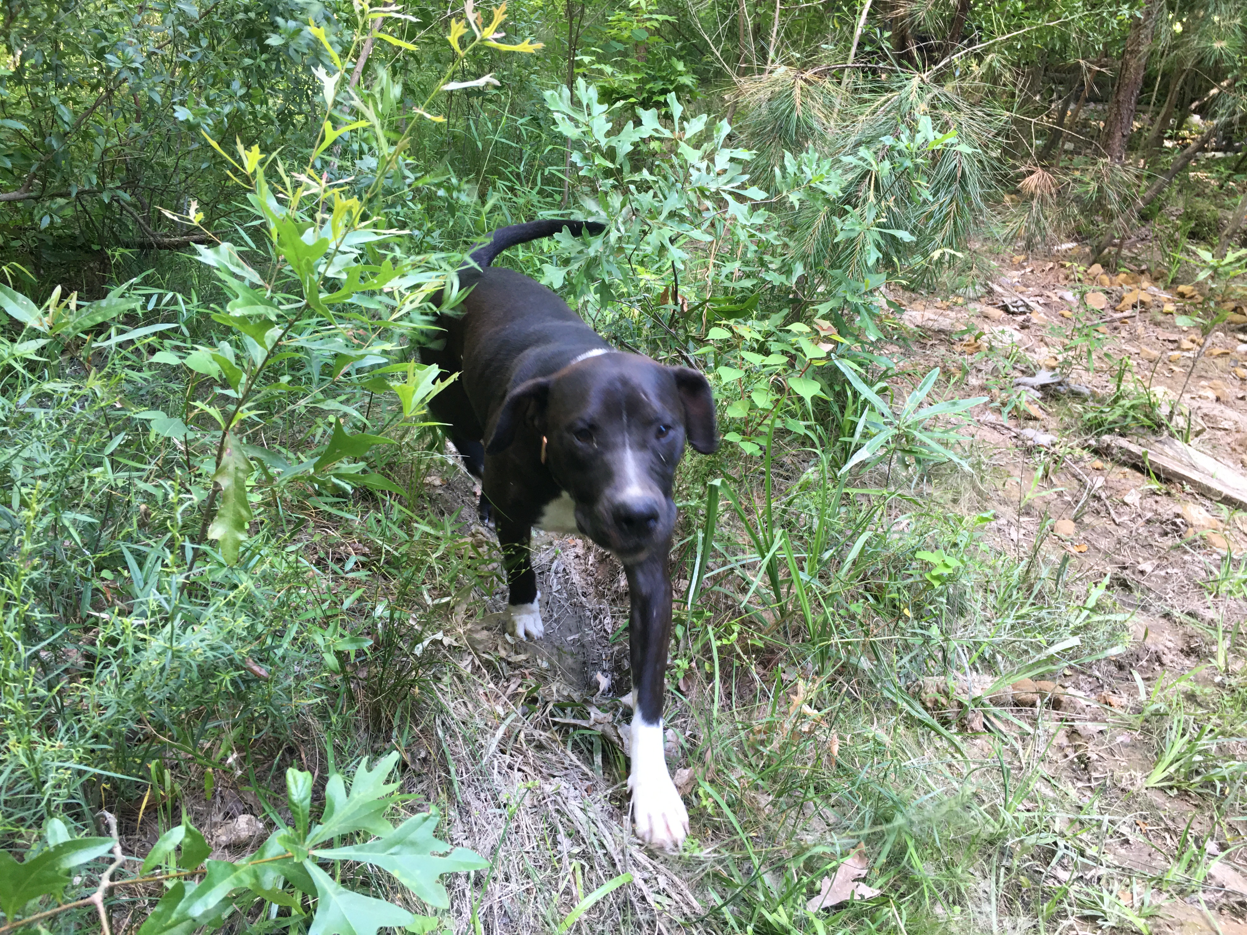 Enlarge Oreo, a Adoptable Catahoula Leopard Dog in Pine Bluff, AR image 4/7