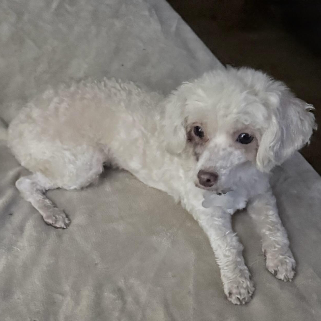 Summer - 6 lb poodle, Adopted, Adult Female Poodle (Toy).
