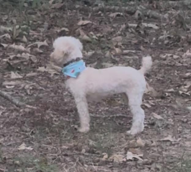 Enlarge Summer - 6 lb poodle, a Adopted Poodle (Toy) in Alexandria, VA image 2/4
