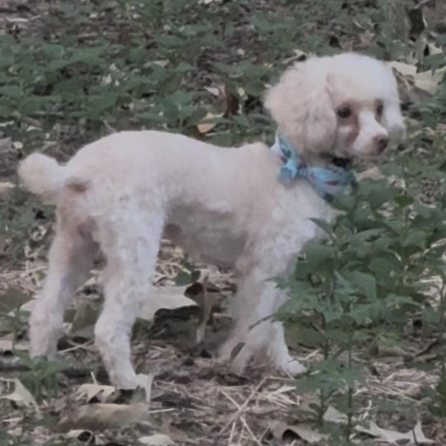 Enlarge Summer - 6 lb poodle, a Adopted Poodle (Toy) in Alexandria, VA image 3/4