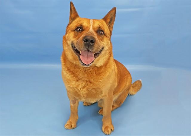 WALTER, Adoptable, Adult Male Australian Cattle Dog / Blue Heeler & Mixed Breed.