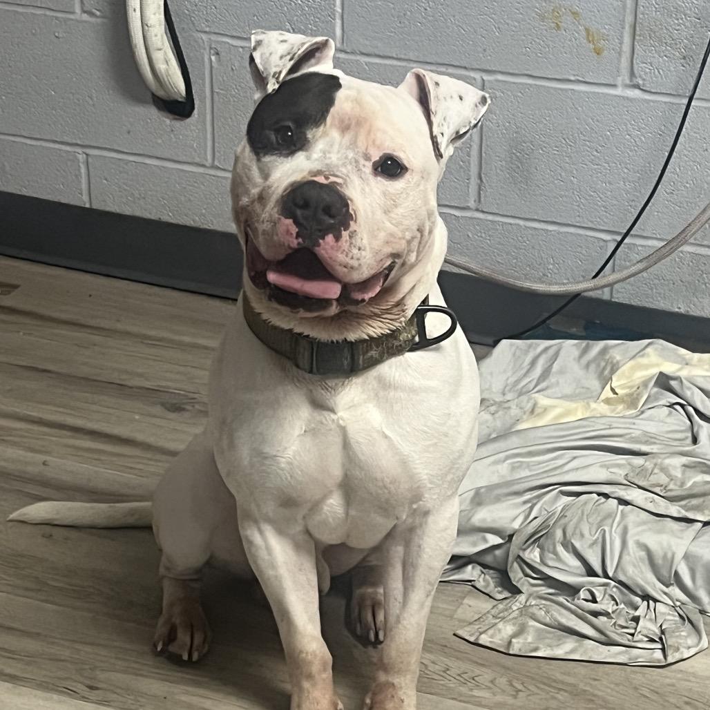 Compton, a Adoptable mixed breed in O'Fallon, MO image 1/6