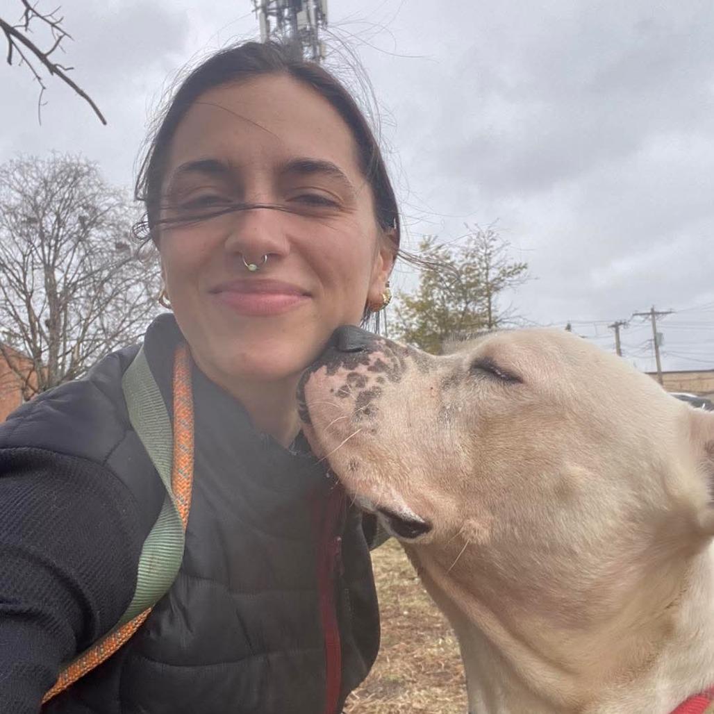 Compton, a Adoptable mixed breed in O'Fallon, MO image 2/6