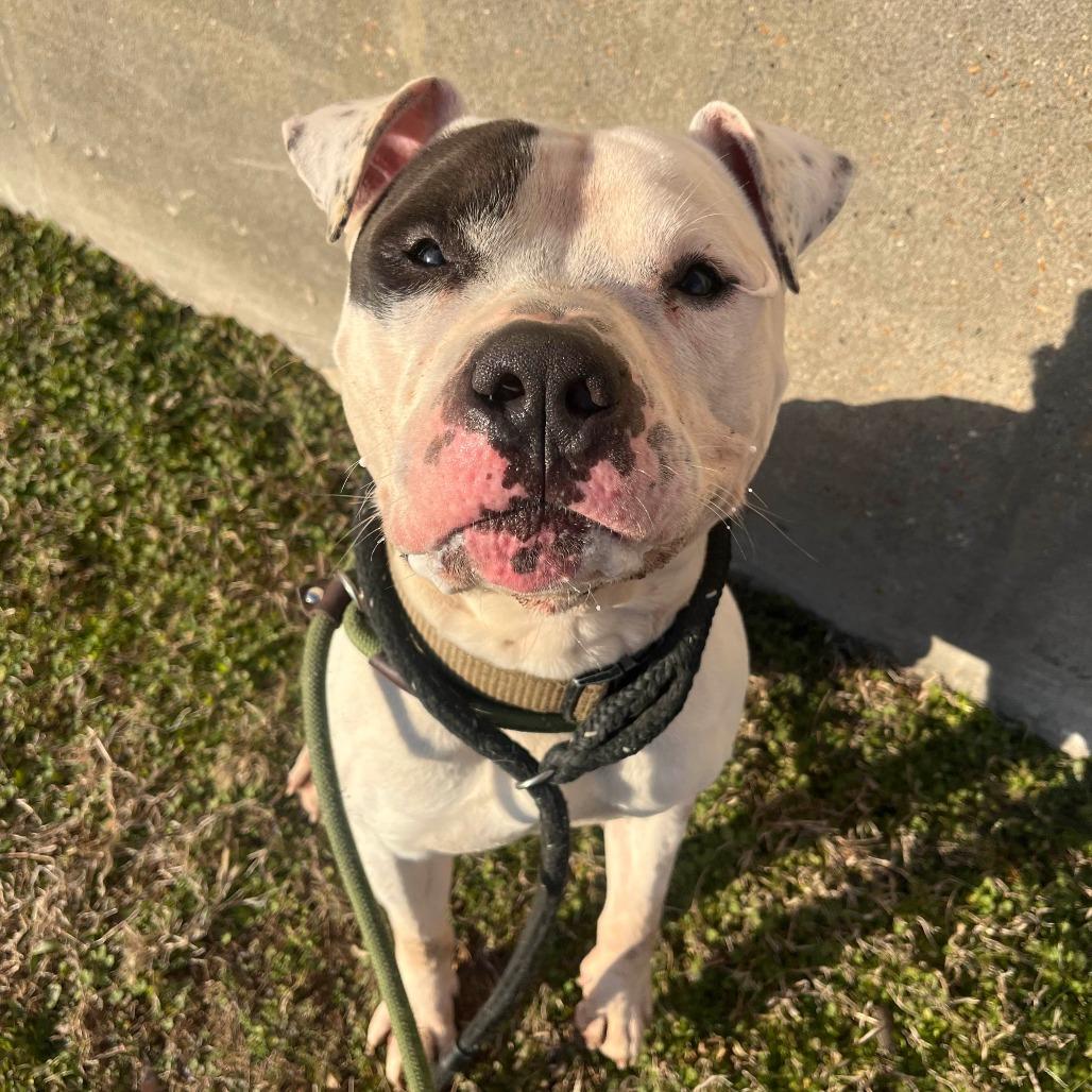 Compton, a Adoptable mixed breed in O'Fallon, MO image 3/6