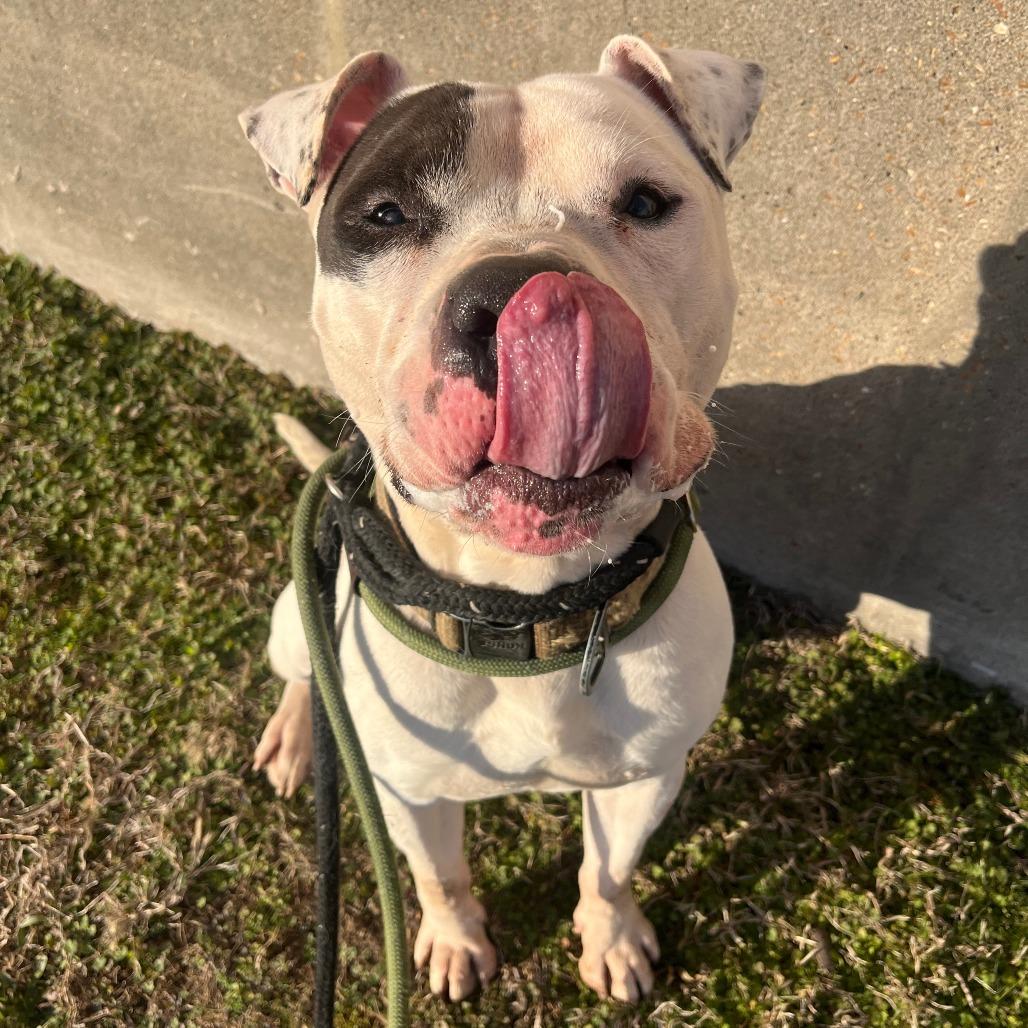 Compton, a Adoptable mixed breed in O'Fallon, MO image 4/6