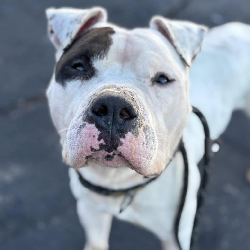 Compton, a Adoptable mixed breed in O'Fallon, MO image 5/6