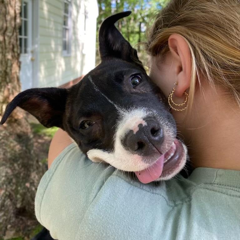 Stevie , a Adoptable Mixed Breed in Richmond, VA image 4/6