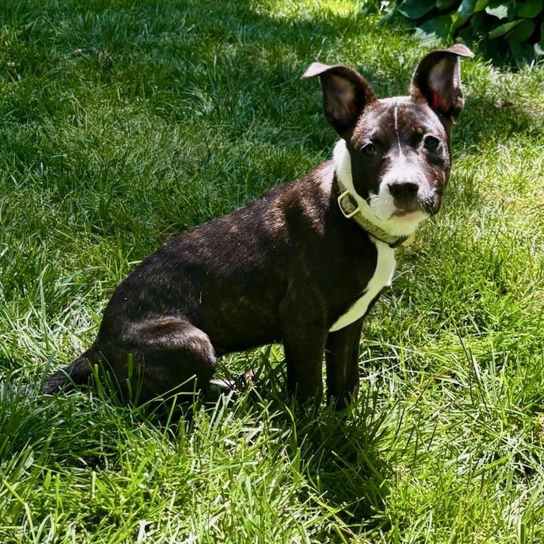 Stevie , a Adoptable Mixed Breed in Richmond, VA image 6/6