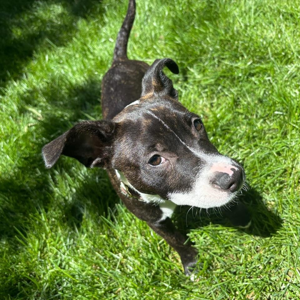 Stevie , a Adoptable Mixed Breed in Richmond, VA image 3/6