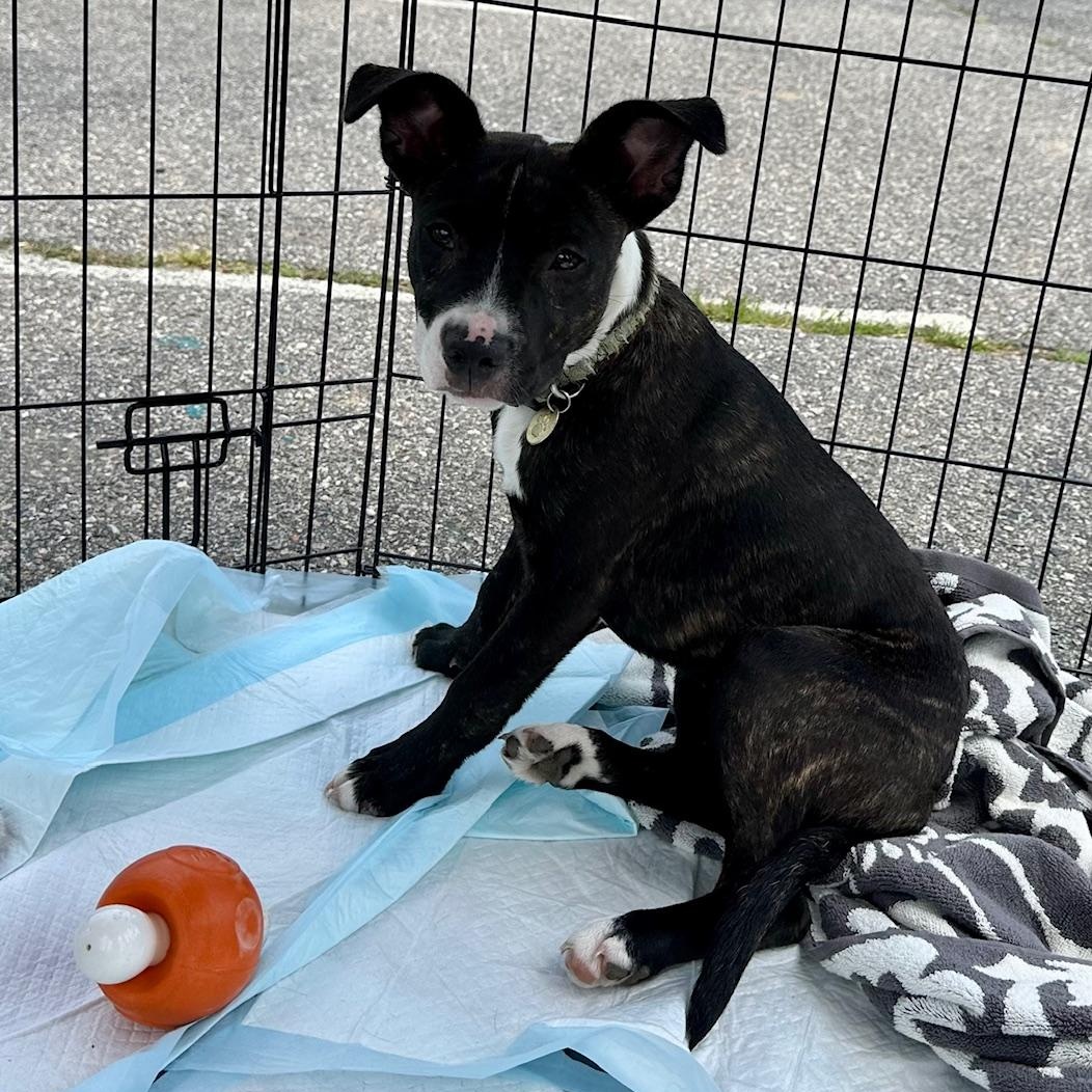 Stevie , a Adoptable Mixed Breed in Richmond, VA image 5/6