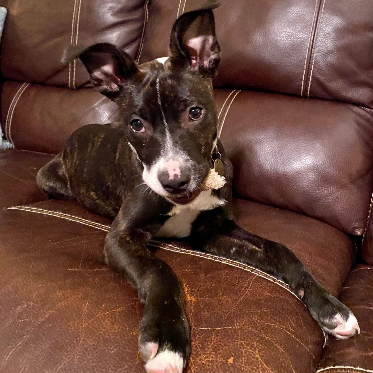 Stevie , a Adoptable Mixed Breed in Richmond, VA image 2/6