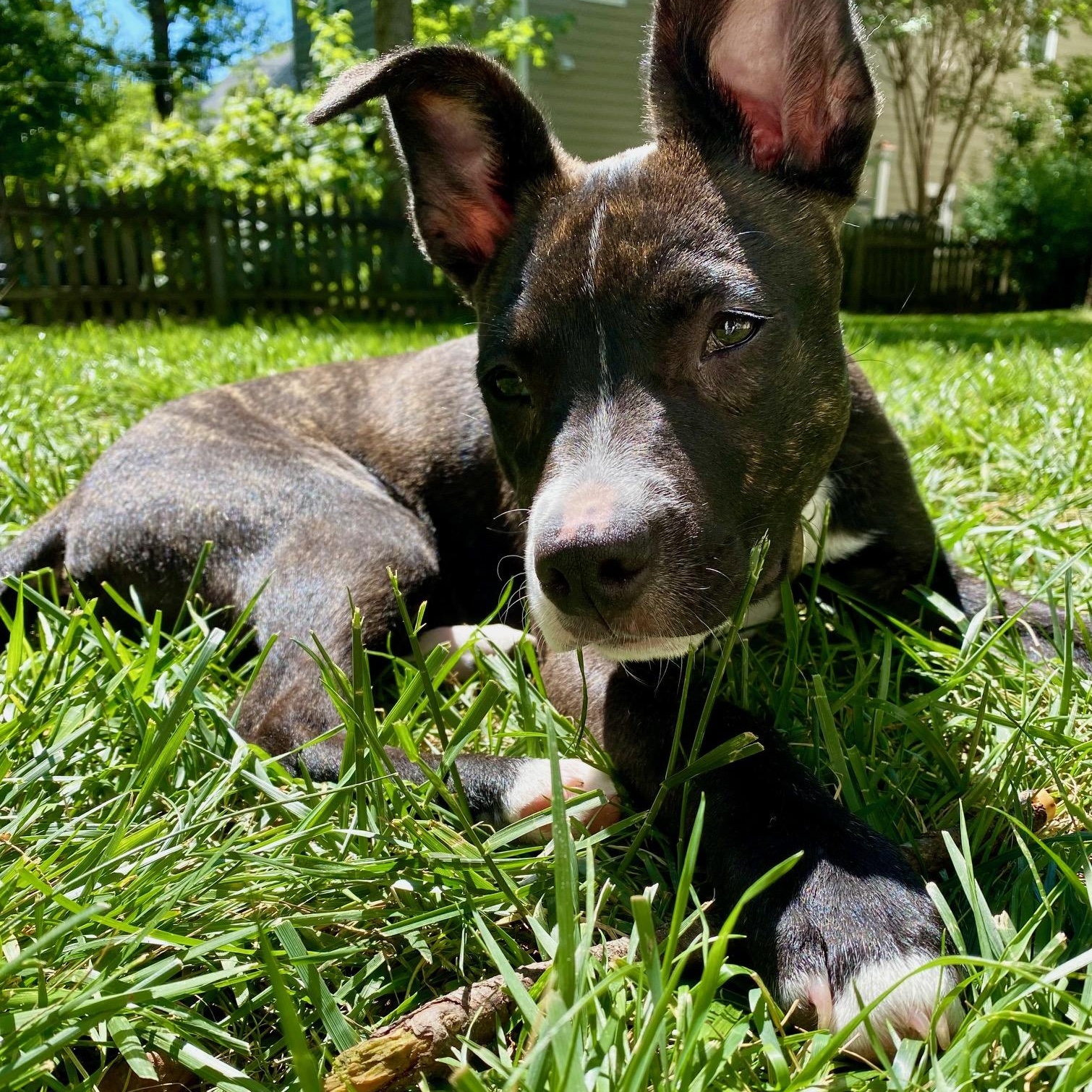 Stevie , a Adoptable Mixed Breed in Richmond, VA image 1/6