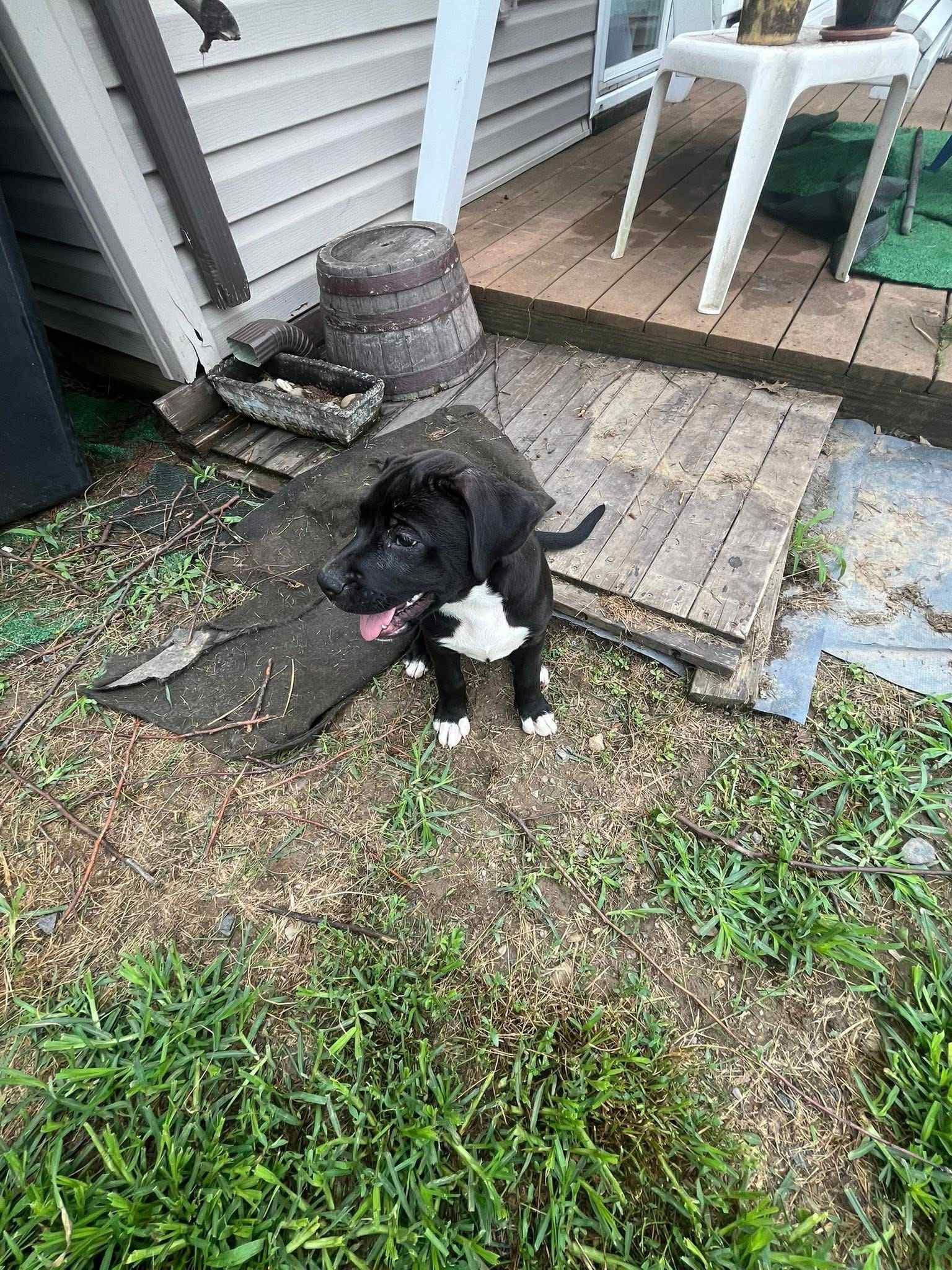 Male Puppy
