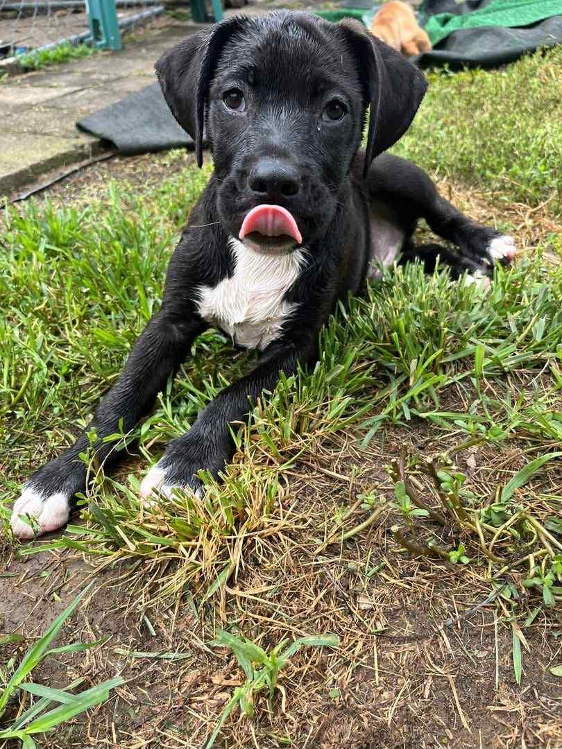 Male Puppy