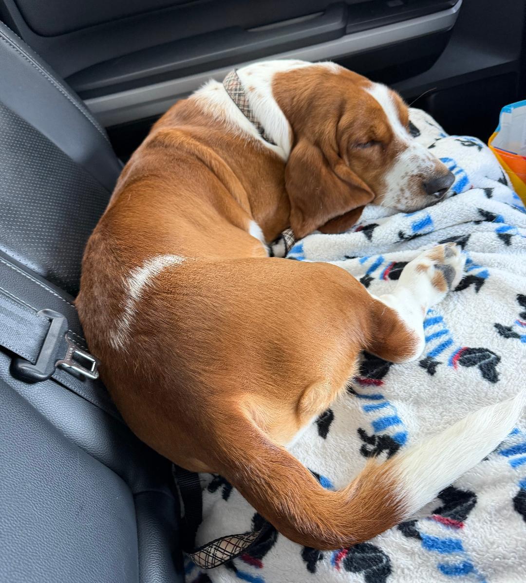 Arthur, an adopted Basset Hound in Auburndale, FL image 3/4