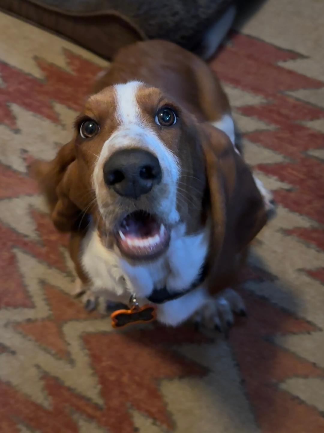 Arthur, an adopted Basset Hound in Auburndale, FL image 1/4