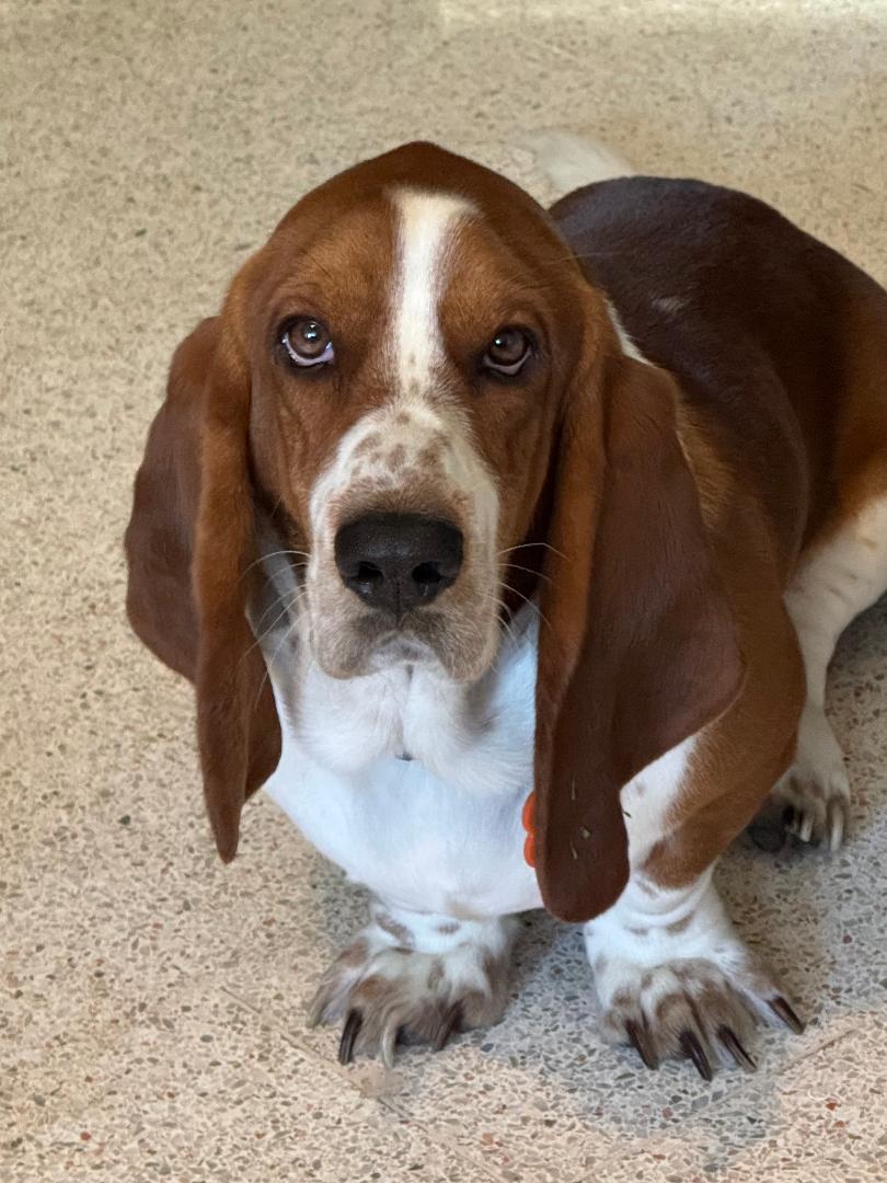 Arthur, an adopted Basset Hound in Auburndale, FL image 4/4