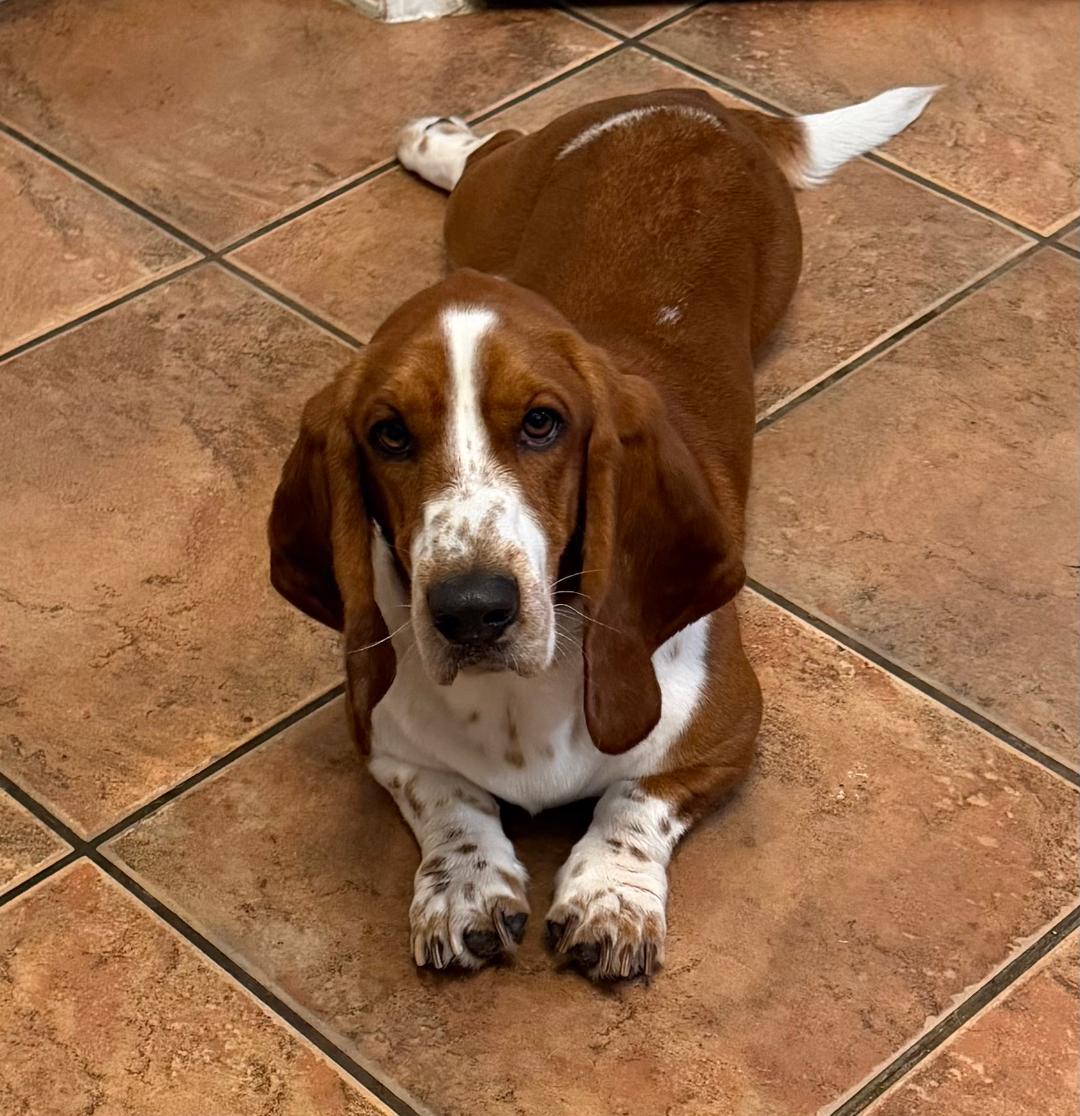 Arthur, an adopted Basset Hound in Auburndale, FL image 2/4